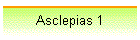Asclepias 1