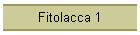 Fitolacca 1