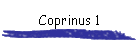 Coprinus 1