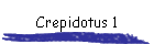 Crepidotus 1
