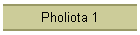 Pholiota 1