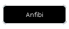 Anfibi
