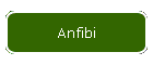 Anfibi