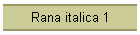 Rana italica 1