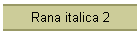 Rana italica 2