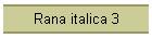 Rana italica 3