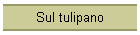 Sul tulipano