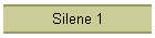 Silene 1
