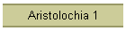 Aristolochia 1