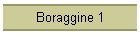 Boraggine 1