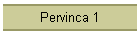 Pervinca 1