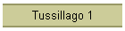 Tussillago 1