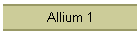Allium 1
