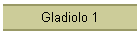 Gladiolo 1