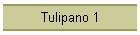 Tulipano 1