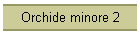 Orchide minore 2