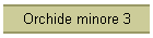 Orchide minore 3