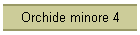 Orchide minore 4