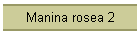 Manina rosea 2