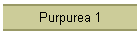 Purpurea 1