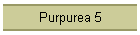 Purpurea 5