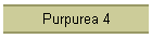 Purpurea 4