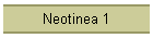 Neotinea 1