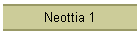 Neottia 1