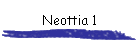 Neottia 1