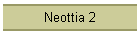 Neottia 2