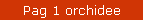 Pag 1 orchidee