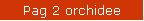 Pag 2 orchidee