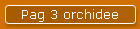 Pag 3 orchidee