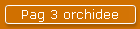 Pag 3 orchidee