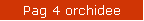 Pag 4 orchidee