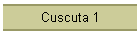Cuscuta 1