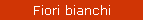 Fiori bianchi