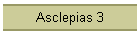 Asclepias 3