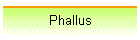 Phallus