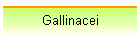 Gallinacei