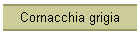 Cornacchia grigia