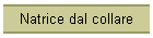 Natrice dal collare