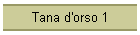 Tana d'orso 1