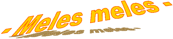 - Meles meles -