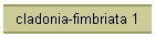 cladonia-fimbriata 1