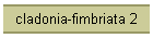 cladonia-fimbriata 2