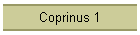 Coprinus 1