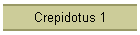Crepidotus 1
