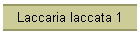 Laccaria laccata 1