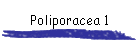 Poliporacea 1